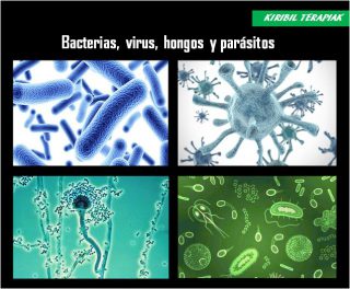 hongos virus y demás especies